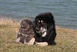 DOGUE DU TIBET 181